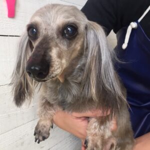 仕上がりダックス