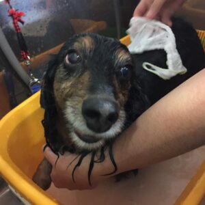 お風呂ダックス