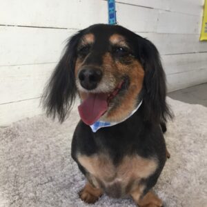 仕上がりダックス