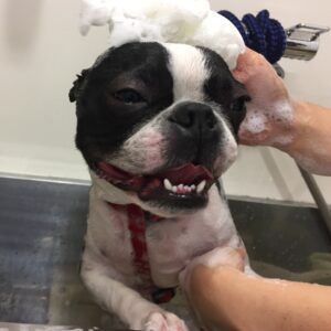 シャンプーボストン