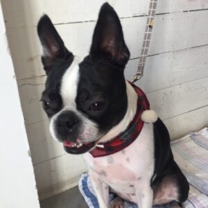 仕上がりボストン