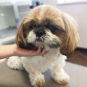 よろしくシーズー