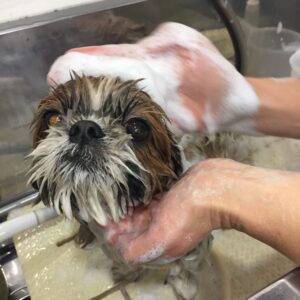 シャンプーシーズー