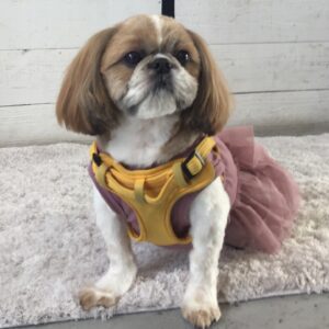 仕上がりシーズー