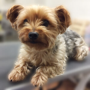 よろしくヨーキー