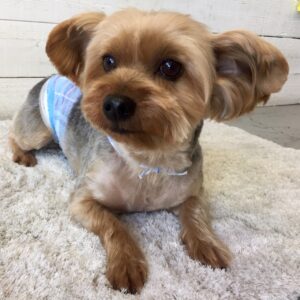 仕上がりヨーキー