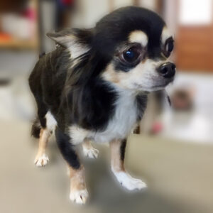 よろしくチワワ