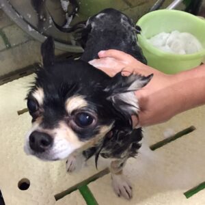 シャンプーチワワ