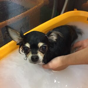 お風呂チワワ