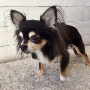 仕上がりチワワ