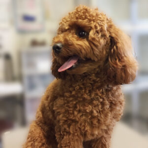 よろしくトイプー