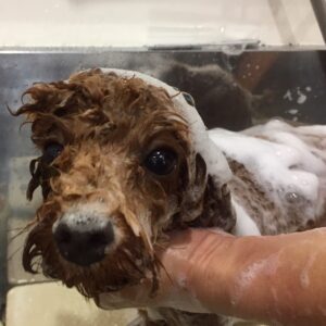 シャンプートイプー