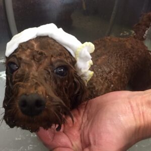 お風呂トイプー