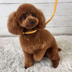 仕上がりトイプー