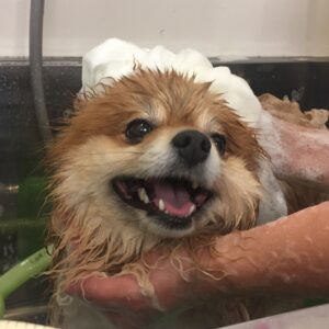シャンプーポメ