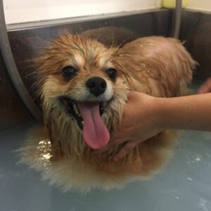 お風呂ポメ