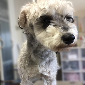 よろしくMシュナ