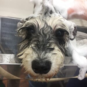 シャンプーMシュナ