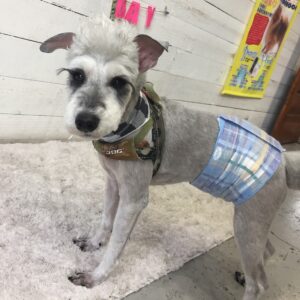 仕上がりMシュナ