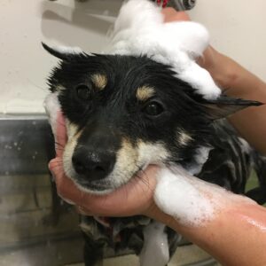 シャンプーしば