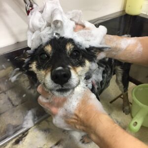 シャンプー豆柴