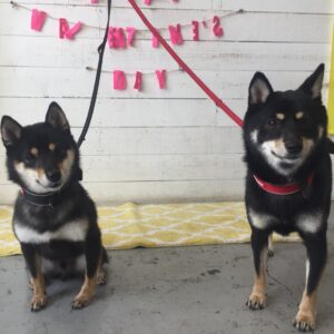 仕上がりしば&豆柴