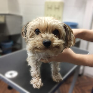 よろしくヨーキー