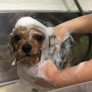 シャンプーヨーキー