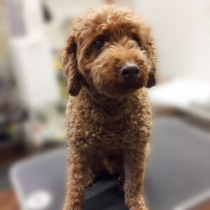 よろしくトイプー