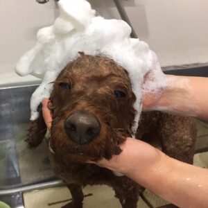 シャンプートイプー