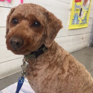 仕上がりトイプー