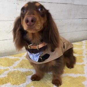 仕上がりダックス