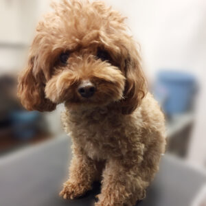 よろしくトイプー