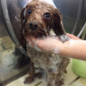 シャンプートイプー