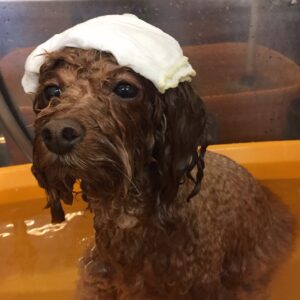 お風呂トイプー