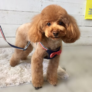 仕上がりトイプー