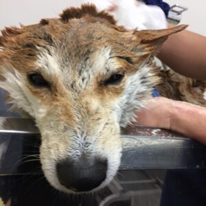 シャンプーしば