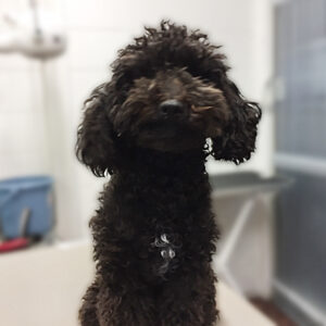 よろしくトイプー