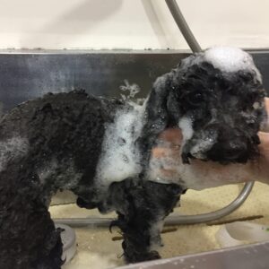 シャンプートイプー