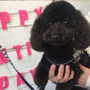 仕上がりトイプー