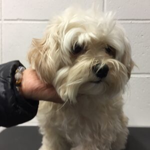 よろしくミックス