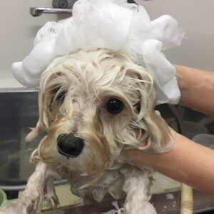 シャンプーミックス