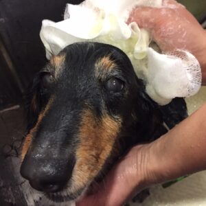 MDのレオちゃんシャンプー中