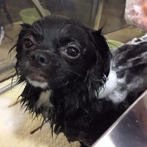 チワワのモグちゃんシャンプー中