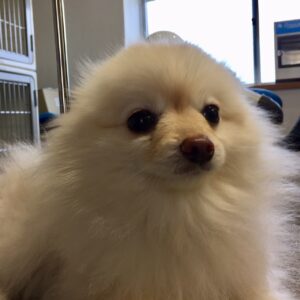 ポメラニアンの雪ちゃんカット前