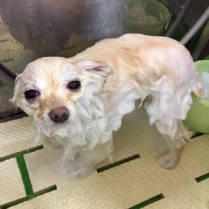 ポメラニアンの雪ちゃんシャンプー中