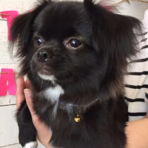 チワワのモグちゃん施術後