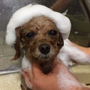 小夏ちゃんシャンプー中