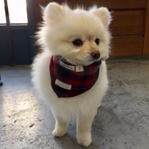 ポメラニアンの雪ちゃん施術後