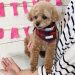 小夏ちゃんアイキャッチ